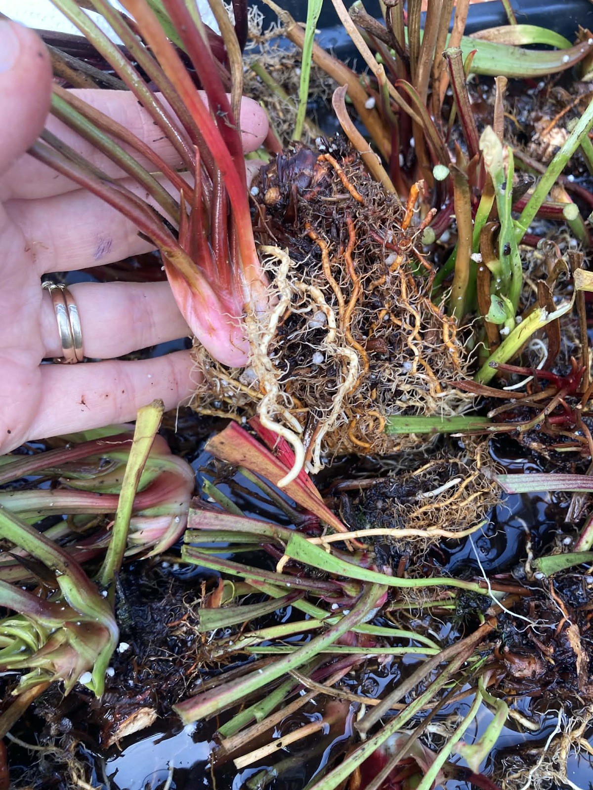 Sarracenia bulk bare root rhizomes! Seller's choice of assorted varieties. 5 per