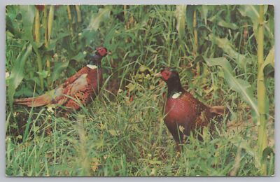 Animal~Ring-Necked Pheasants~Voted #1 Hunt Gamebird~Ektachrome~Vintage Postcard