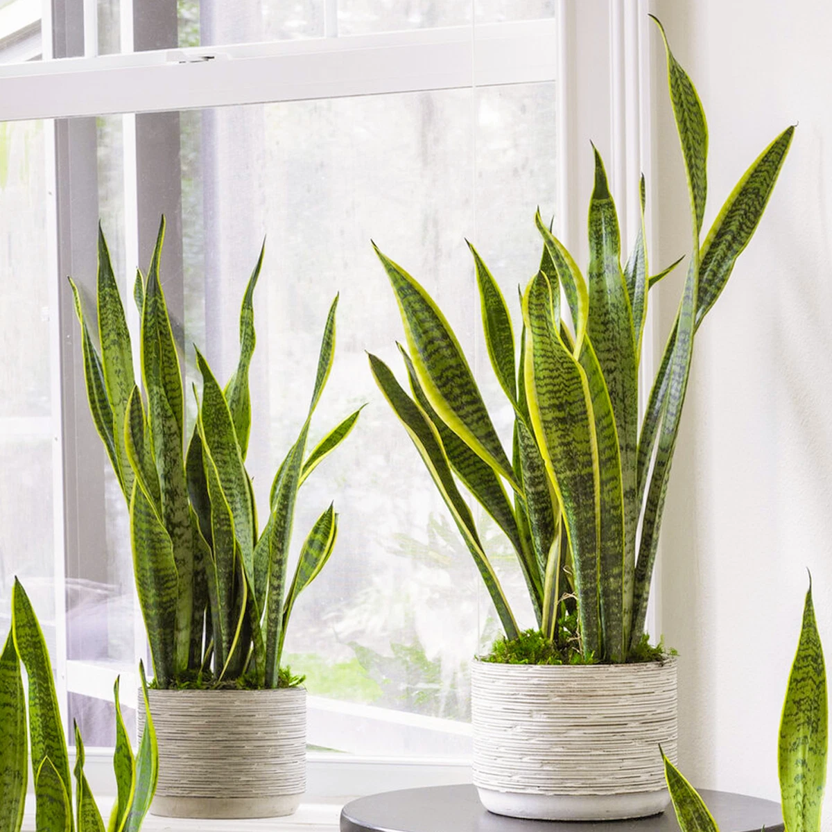 Sansevieria Houseplants for sale | eBay UK