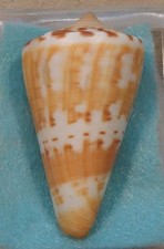 Conus Argillaceus 51mm Somalia