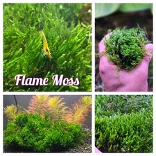 Flame Moss - (1) 3 inch diameter portion/clump - live freshwater aquatic plants