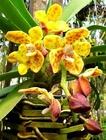 Vandopsis gigantea, Giant Vandopsis, Fragrant,Species Orchid Heavy Foliage, RARE