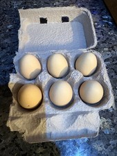 6   Fertilized silkie Hatching Eggs mauve/white/black 