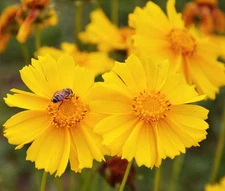 COREOPSIS LANCELEAF YELLOW TALL Coreopsis Lanceolata - 2,500 Bulk Seeds