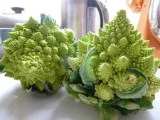 Romanesco Broccoli Seeds (100) / ORGANIC / FLORIDA GROWN / DELCIOUS AND RARE