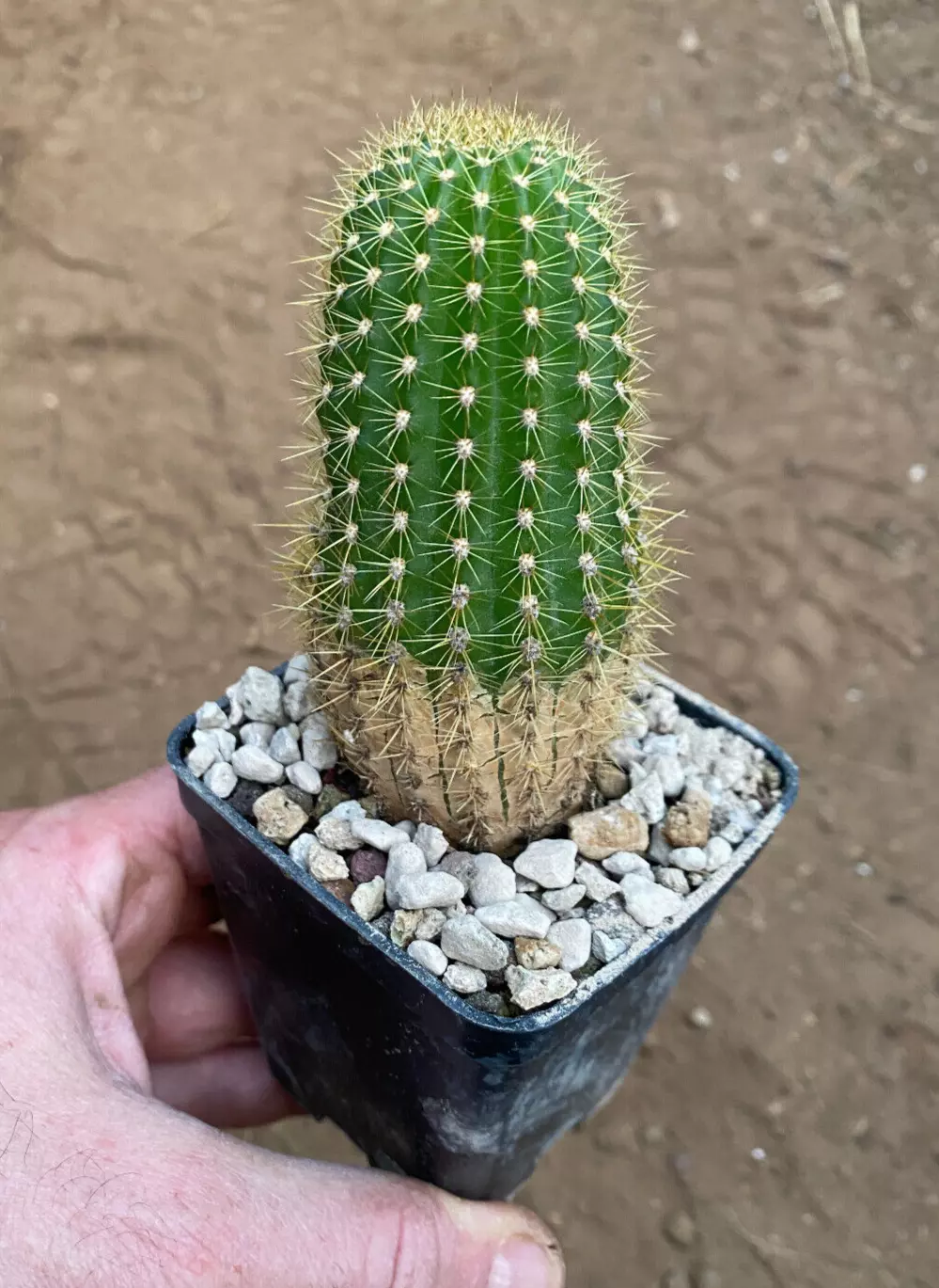 Foto 5 di 5