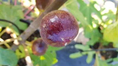 MONJARDINEXTRAORDINAIRE Ficus carica 'Osborn Prolific' / Figuier 'Osborn Prolific' / Conteneur de 2 à...