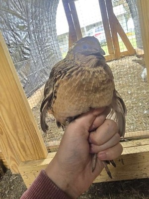 Coturnix Quail Hatching Eggs 20 Jumbo Brown