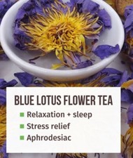 Egyptian Blue Lotus Flowers Nymphaea Caerulea 12 Heads