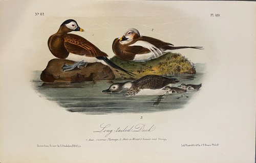 Audubon Plato de Pato Cola Larga 410 Aves de América 2da Edición Royal Octavo - Imagen 2 de 3