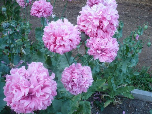 Doppia Peony Pom Som. Poppy Variety Mix 2000 semi *PoppyQueen 🙂 - Foto 10 di 13