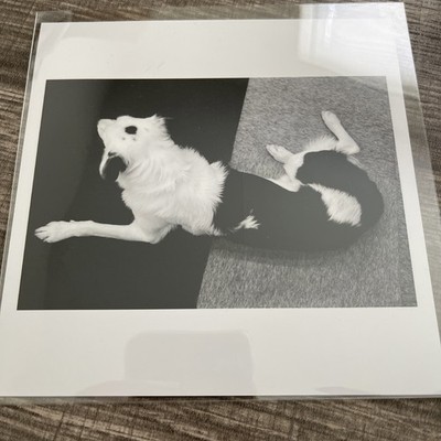 Matt Stuart   Discover Dogs, 2000 Magnum 6x6 Photograph Print SIGNED