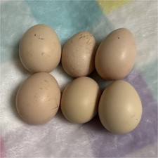 1 Dozen Of Indio Gigante Hatching Eggs