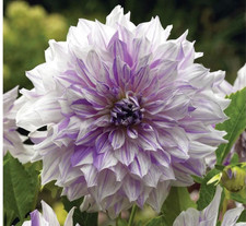 1 - Giant Dinnerplate MOM'S SPECIAL Dahlia Bulb Tuber Clump LARGE 1 PERENNIAL