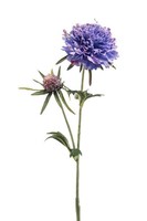 artplants Deko Zweig Scabiosa Basolo, Lila-Blau, 55Cm