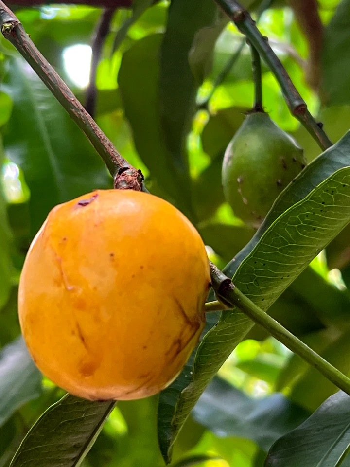 Achachairu Garcinia Humilis Orange Bolivian Mangosteen Tropical Fruit Tree Plant - Image 3 of 4