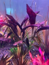 Echinodorus aflame Rare Live Aquarium Plants