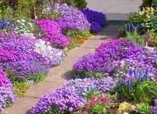 Aubretia Cheeky Mixed HP, Sow Feb-Jun +Sept-Oct, Perennial for Bees 150 Seeds