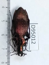 D95012-insects Carabidae from Vietnam North