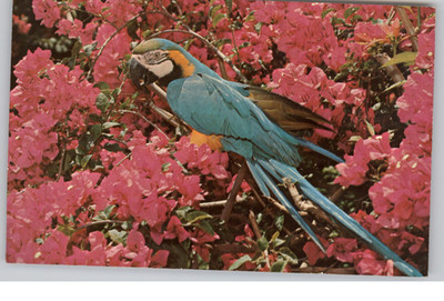 Colorful Blue Gold Macaw Bougainvillea Sunken Gardens Postcard 1970