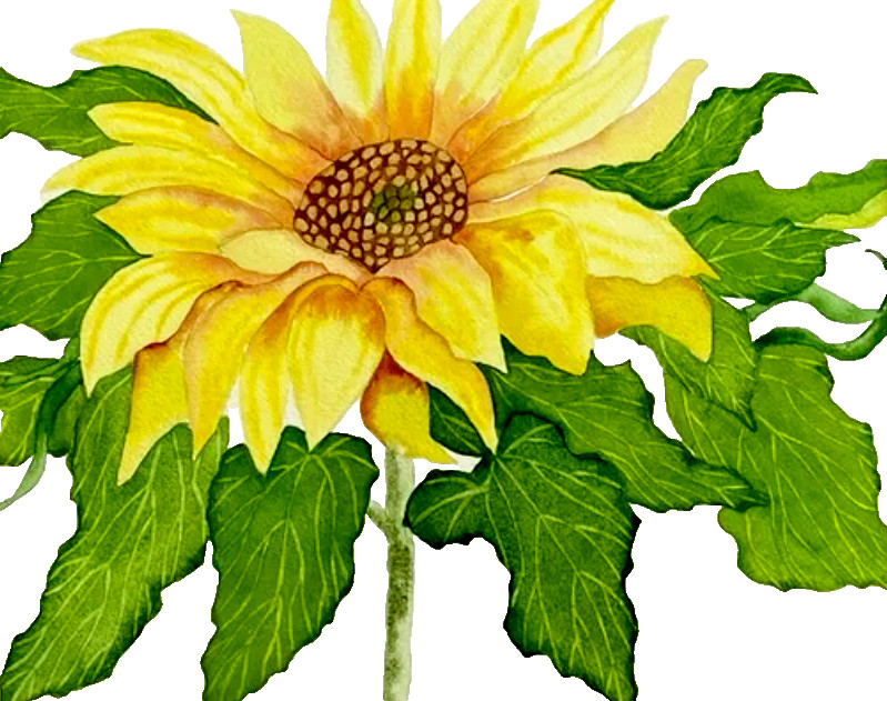 PAINTING WATERCOLOR ART SUNFLOWER FLOWER YELLOW BROWN 11X14 AND DOUBLE MAT 16X20
