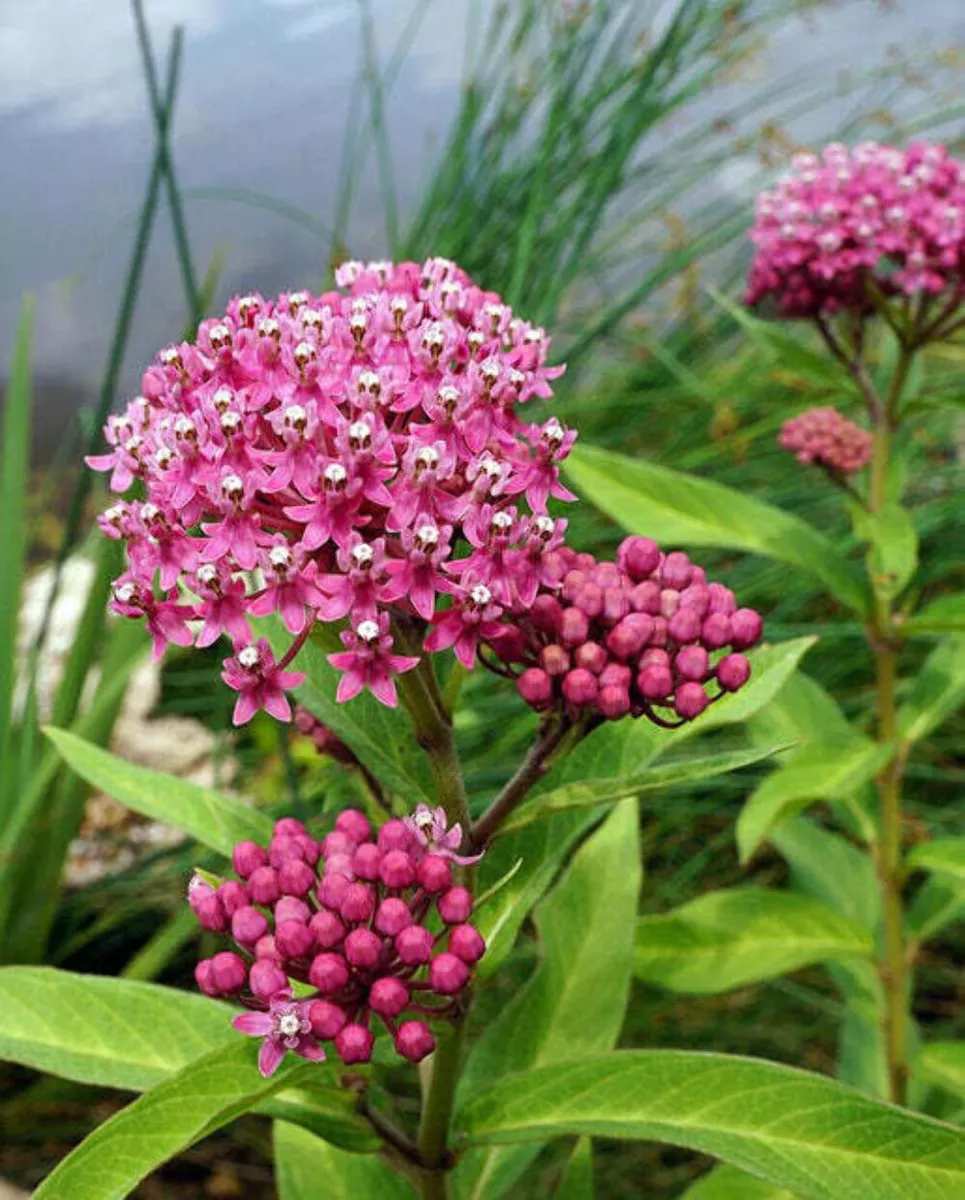 Asclepias incarnata online