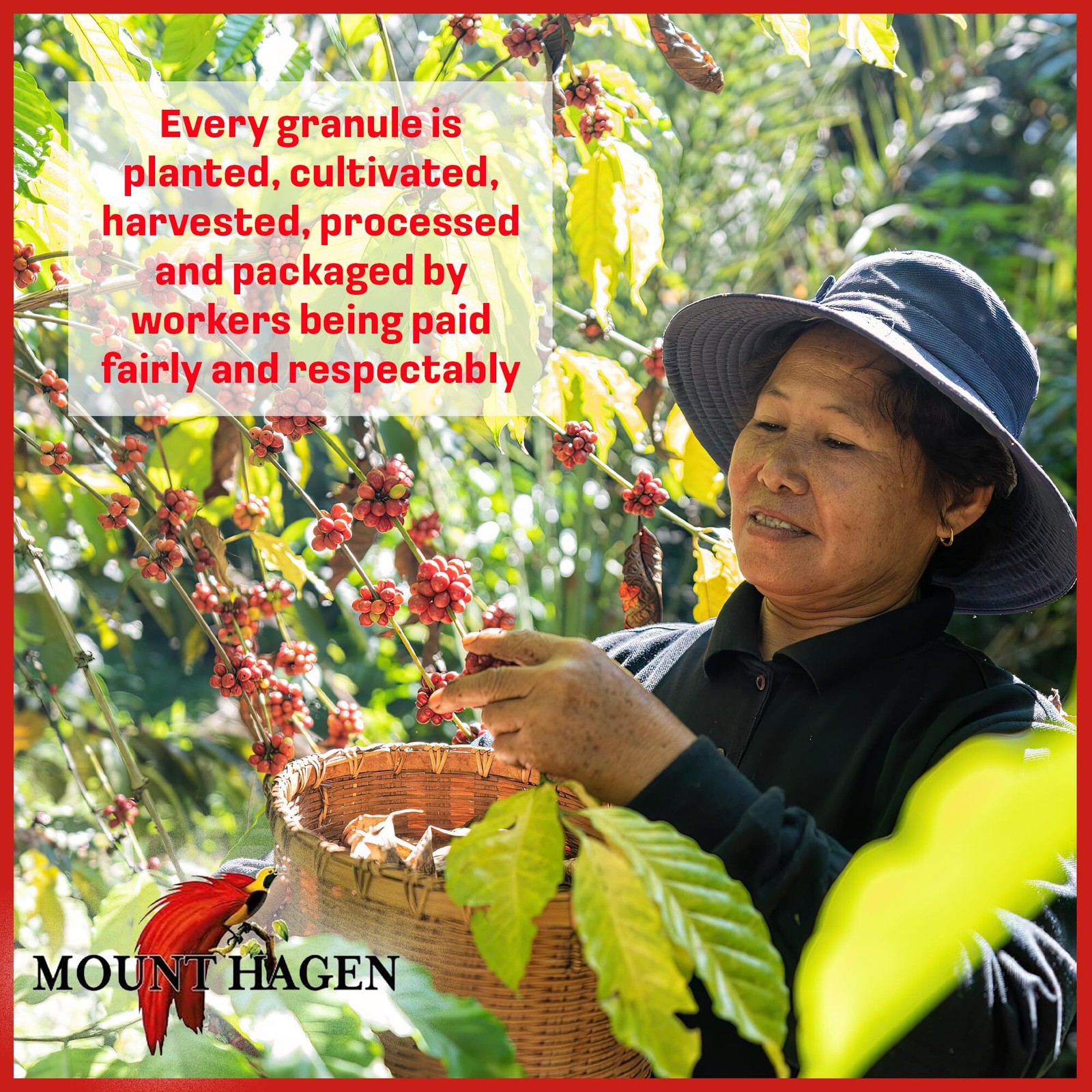 Mount Hagen Organic Fairtrade Instant Coffee 25 Pkts *****8 PACK CASE******