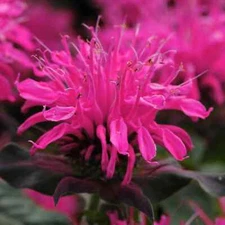 100 Rose Bee Balm Seeds Flowers Seed Bloom Hummingbird Flower Seeds 1311