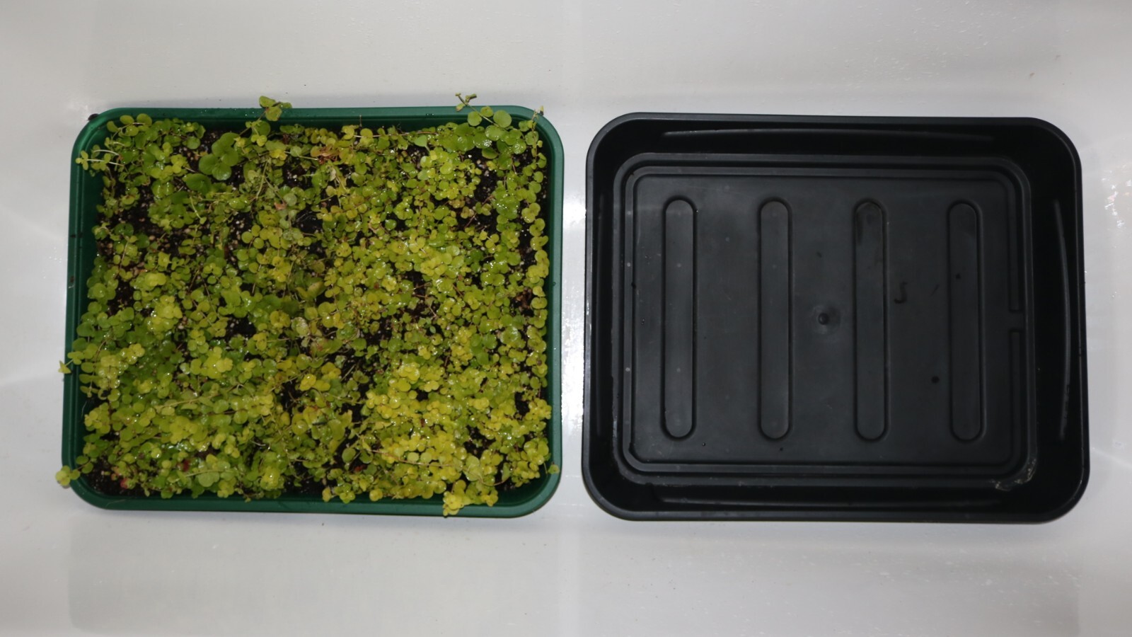 Lysimachia Nummalaria Auria Golden Creeping Jenny in Trays