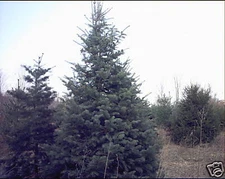 Abies concolor CONCOLOR FIR TREE Seeds!
