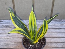Sansevieria trifasciata 'golden Flame' Rare  succulent 4''pot