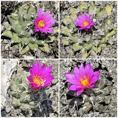 Turbinicarpus nikolae RS 2734 San Luis Potosi, MX | 10 seeds | RARE - Picture 4 of 4