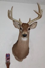 Whitetail Deer Head Shoulder Mount Taxidermy Cape Shed Antler Hunt Mule Rack