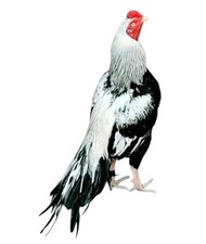 Thai Aseel Asil Fresh Organic/FreeRange 6 Eggs (Eating)