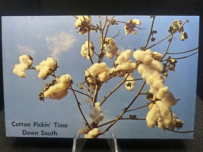 POSTCARD: Cotton Picking Time Down South E2 ￼