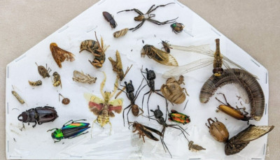 d#2 Damaged insects over 25 Damaged legs - wings - Bodies (all damaged)
