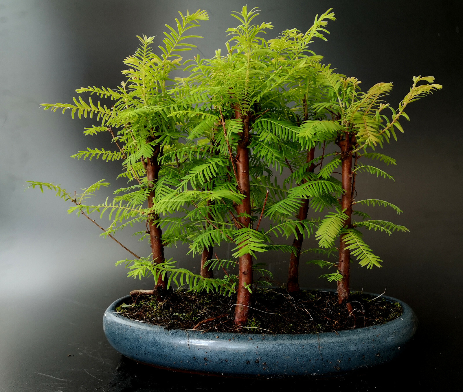 Schnell Bonsai Wald 5er Gruppe Mammutbaum Metasequoia 30 Cm Ca 9 Jahre Fur Sekundarauftrage Cmdsa Com