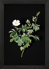 Vintage White Downy Rose Framed Wall Art Poster Canvas Print Picture