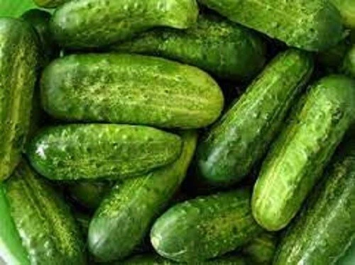 CUCUMBER PICKLING GHERKIN SEEDS Vegetables Garden Heirloom Gherkin Cucumber Seed - Picture 1 of 1