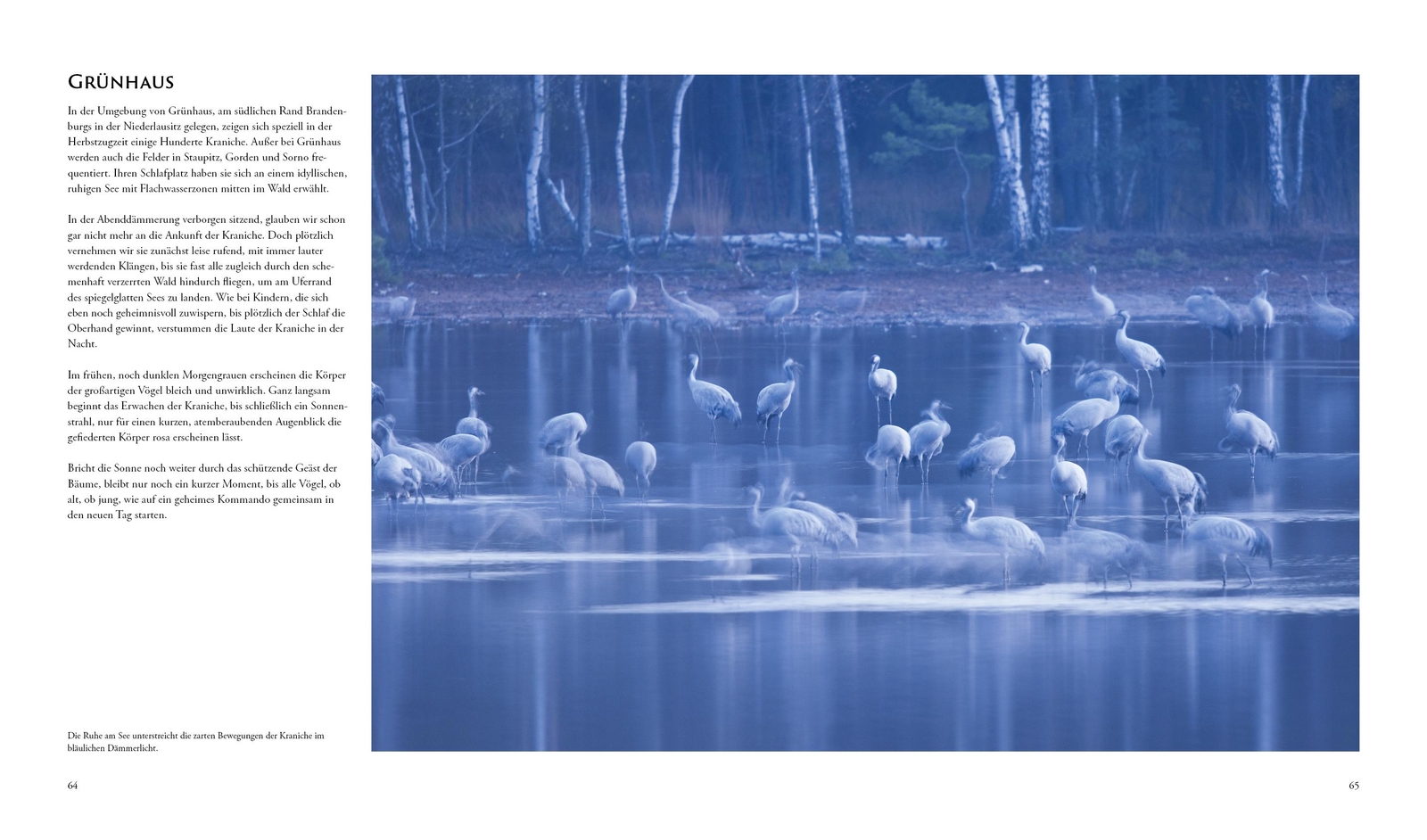 Thumbnail - Naturerlebnis Kranichzug Norbert Daubner