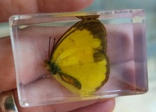 Real YELLOW MOTH Butterfly Bug Insect Preserved in Resin Paperweight Amber