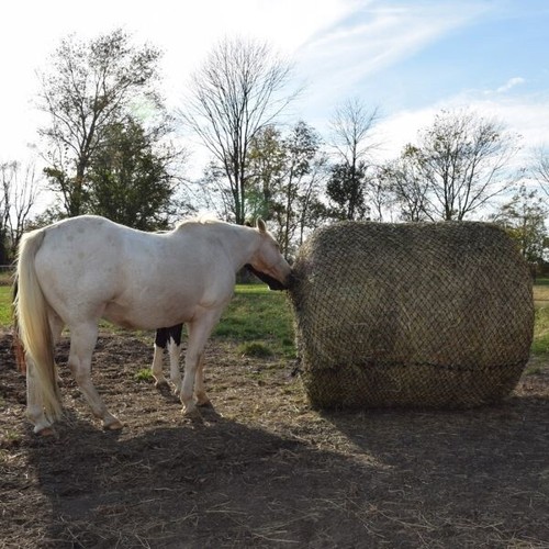 Round Hay Bale Slow Feed Hay Net Deluxe 6ft X 6 Ft 2 X 2 Openings Ebay