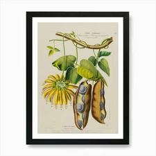 Pea Pods 1 Art Print Framed Wall Art Poster Canvas Print Picture