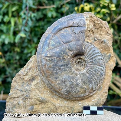 5,25 Zoll seltener Scunthorpe Ammonit Fossil, Eparietites dentatus mac, Frodingham