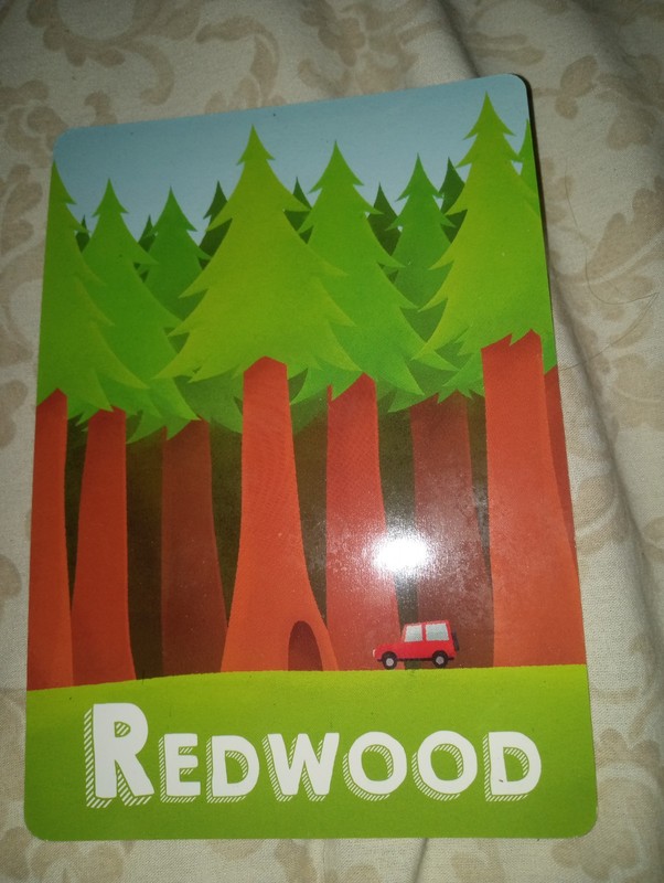 Redwood Trees CARD , Chunky Colorful " Flash Card " Teacher California**