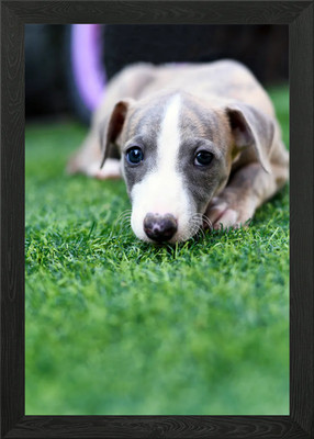 Niedlicher Stammbaum Whippet  Welpe auf dem gerahmten Wandbild Poster Leinwanddruck Bild