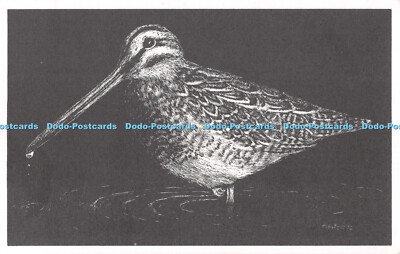 R537550 Wildlife Winchester Schnepfe Vogel