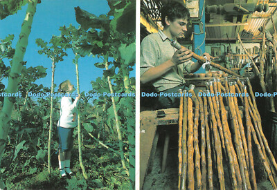 D089123 The Jersey Giant Cabbage is remarkable for its ability to grow up to 15