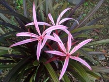 Red Bog Lily Tropical Marginal Aquatic Pond/Bog Plant - Buy 2 Get 1 Free