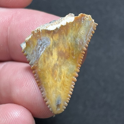 #ad 1.20quot; Bright and Colorful Patterned Great White Fossil Shark Tooth Summerville $29.98
